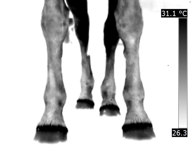 IR_1236.jpg